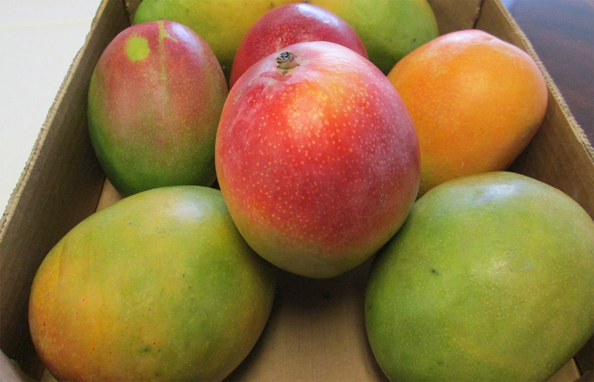 Kenyan Kent Mango